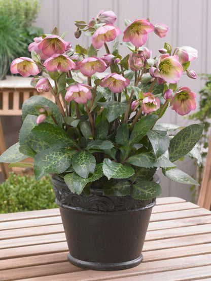 Perennial Farm Marketplace Helleborus Frostkiss® Dorothy’s Dawn® (Lenten Rose) Live Perennial, Size-#1 Container, Pale Pink Winter to Spring Flowers with Marbled Evergreen Foliage
