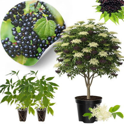 2 American Elderberry Bush Live Plants 6 to 12 Inch Tall, Black Elderberry Plants Live for Planting, Sweet Elderberries Fruit Tree Live Plant