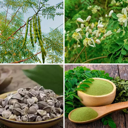 2 Moringa Trees Live Plants, Moringa Oleifera Drumstick Plant Live, 4 Inc Pot, Herb Garden Planting