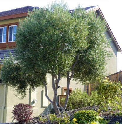 Live Plant - Arbequina Olive Tree-Olea Europea- ONE Small Rooted Plant