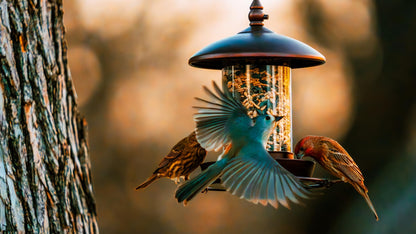 Youvip Metal Roof Bird Feeder - Chew Proof for Outdoor Hanging Wild Bird Seeds. Bronze