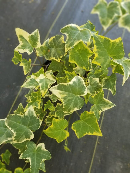 Golden English Ivy - Live Plant in a 4 Inch Pot - Hedera Helix - Beautiful Easy Care Indoor Air Purifying Houseplant Vine