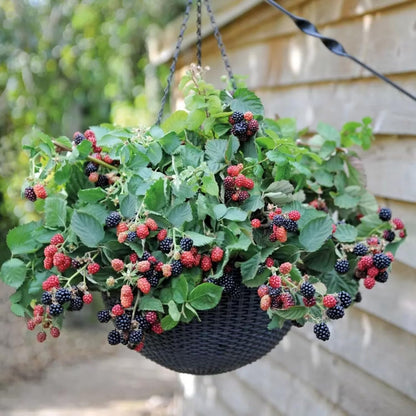 2 Boysenberry Tree Plant Live, Sweet Boysenberry Tree 4-6 Inc, Edible Fruit Plant for Outdoor Landscape