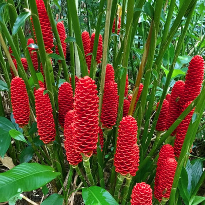 10 Awapuhi Shampoo Ginger Roots, Zingiber Zerumbet Red Pinecone Ginger Rhizomes