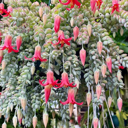 Cotyledon Pendens Succulent Live Plant, 4" Pot, Trailing Succulent Plant, Small Houseplant Cactus for Planting Indoor