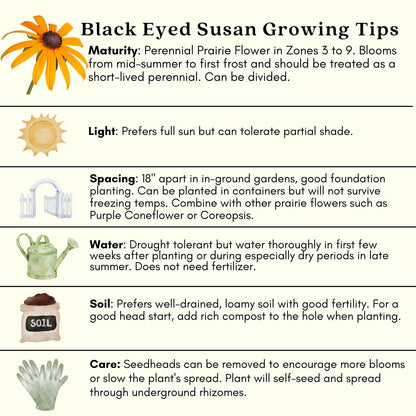 Clovers Garden Black Eyed Susan (Rudeckia) Plants – Two (2) Live Plants – Non-GMO - Not Seeds - Each 4" to 8" Tall – in 4" Inch Pots – Hardy Flowering Perennial, Pollinator Favorite