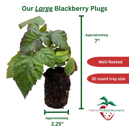 BlackBerry Plants, 'Caddo' BlackBerry Plants - Consistently High Yields! Thornless and Upright Growing Blackberries from Hand Picked Nursery (1)