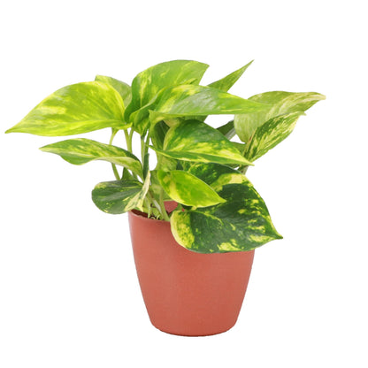 Thorsen's Greenhouse Golden Pothos, Live Indoor Vining Plant, Easy to Grow, Variegated Houseplant, Natural Air Purifier (Terra Cotta, 4-inch Pot)