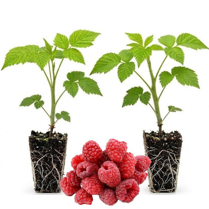 Set 2 Caroline Red Raspberry Plants Live for Planting, 4-8 Inch Tall, Sweet Fruits, Raspberry Bushes Live Plant for Home Garden