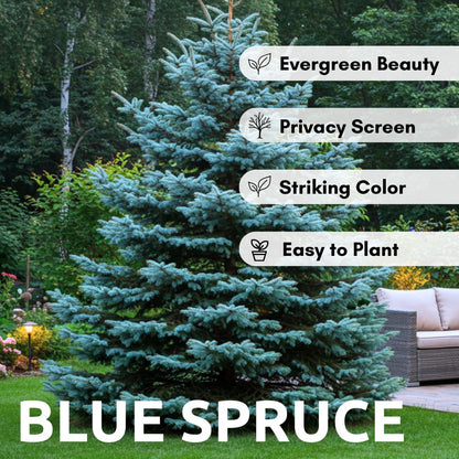 100 Blue Spruce Seeds for Planting | Colorado Blue Spruce, Picea pungens glauca | Attractive Trees fro Privacy or Landscaping