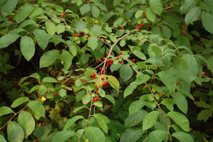 Live Plant - Pondberry/Southern Spicebush Shrub - 10-14" Tall Live Plant