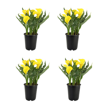 Calla Lily Plants Live Plants for Garden (4 Pack), Yellow Flowers for Delivery Prime, Potted Flowers for Garden Flowers Live Plants Outdoor Plants Live Houseplants, Calla Lily Bulbs by Plants for Pets