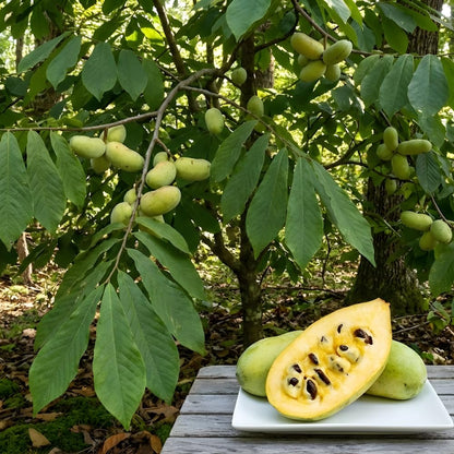 2 Pawpaw Tree Live Plants, 12-24 Inch Tall, Low Maintenance Deciduous Fruit Shrub, Robust Well-Rooted Native Plants for Garden, Dormant Plant
