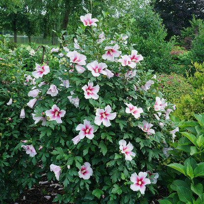 Paraplu Pink Ink® Hibiscus - Rose of Sharon - Proven Winners - 4" Pot