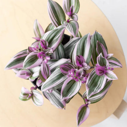 Wandering Jew Live Plant, Pink Wandering Jew Plant Live Houseplants, Wandering Jew Live Plant Indoor