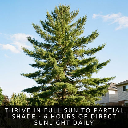 Eastern White Pine Tree Seedlings for Planting - Evergreen Tree Seedlings - Grow Beautiful Evergreen Tree Seeds (1 Seedling) - No Ship to California