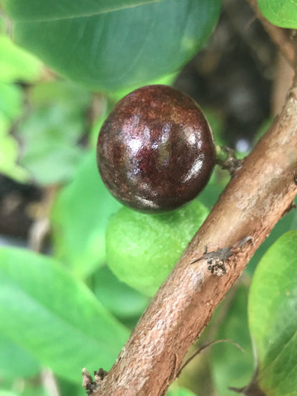 Red Hybrid Jaboticaba Myrciaria Plinia cauliflora x aureana Fruit Tree Plant