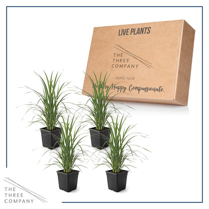 Live Ornamental Pampas Grass (Cortaderia selloana) - White (4 Pack) - Perennial Accent Plant - 10" Tall by 5" Wide in 1.5 Qt Pot