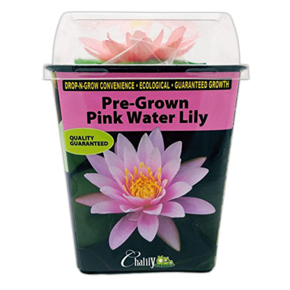 Chalily Water Lily Aquatic Plants Live Lilies Real Small or Big Pond Plant Lilly Ponds Cold Hardy Pads Grow waterlillies Flowering rhizomes Outdoor lilys Waterlily Lillies pre Grown lillys pad Pink