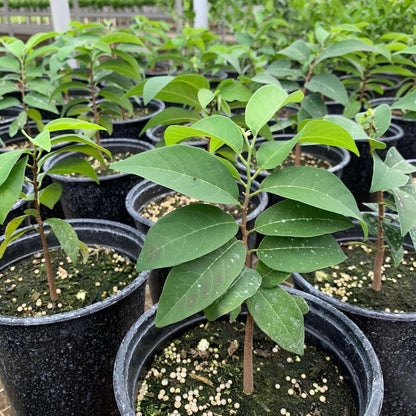 Live Plant - Sugar Apple Live Fruit Tree