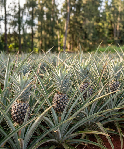 2 Pineapple Kauaʻi Sugarloaf Plants - Live Rooted Starters (4-6 Inches) - Rare White Flesh Variety with Edible Core - Low Acid Sweet Tropical Fruit