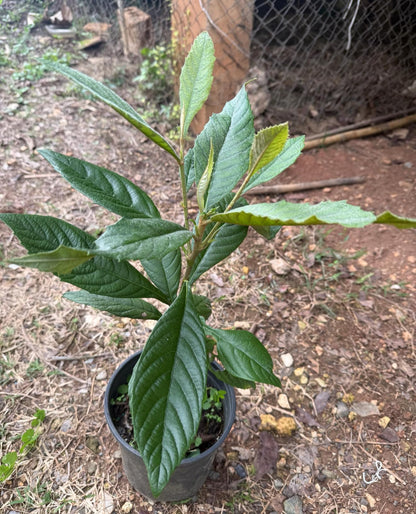 Loquat(Eriobotrya Japonica) Nispero Japones Live Tree(Japanese Plum) Plant (1-2ft