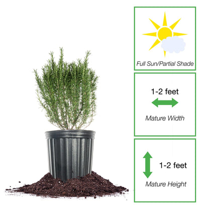 Perfect Plants Southern Living Chef's Choice Rosemary Bush in 1 Gallon Pot | Live Plant | Edible, Aromatic herb for Home Cooking and Gardening | Great for Cooking and Grilling | Zones 7-10