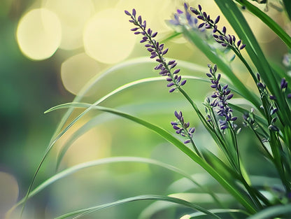 Big Blue Liriope Plants | 1 Live 4 Inch Pot | Liriope Muscari 'Big Blue' | Hardy Evergreen Ground Cover | Shade and Full Sun Tolerant Ornamental Lilyturf Grass