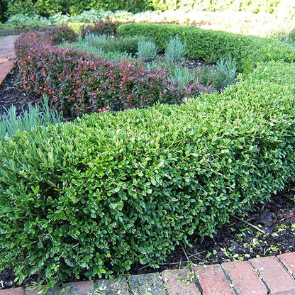 Perfect Plants Wintergreen Boxwood Live Plant, 1 gallon, Includes Care Guide