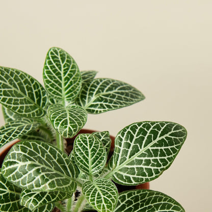 Fittonia 'White Nerve Plant' | Live Plant for Indoor & Outdoor | for Living Room, Office, Bathroom | (4" Pot)