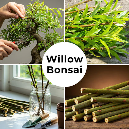 2 Miniature Weeping Willow Tree Cuttings to Grow - Stunning Weeping Branches are a Sight to See - Fast & Easy to Grow - Perfect for Indoor Pots or Outdoor Gardens, Unique Bonsai Gift for Gardeners