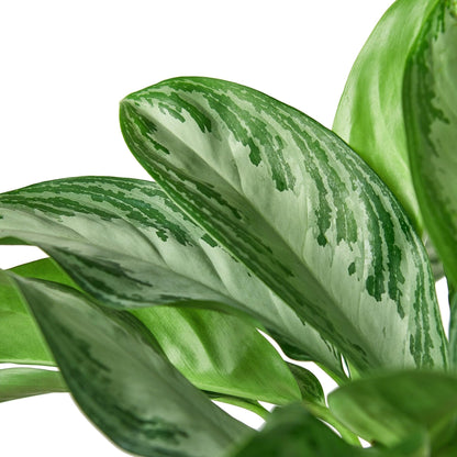 4 Pack Chinese Evergreen 'Silver Bay' in 6in Pot - Live Plants Tropical Houseplants | Variegated | USA Growers | The Snobby Leaf