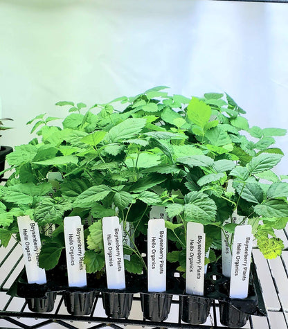 Boysenberry Plants 'Original' Price Includes Four (4) Plants