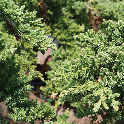 Brussel's Bonsai - Live Green Mound Juniper Bonsai Tree with Water Bonsai Pot, Outdoor Bonsai Tree Live Plant, 5 Years Old, 6-10 Inches Tall, Easy Care Bonsai for Patio Garden (Medium)