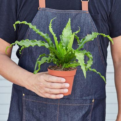 Bird’s Nest 'Victoria' Fern Size: | Live Plant for Indoor & Outdoor | for Living Room, Office, Bathroom | (4" Pot)