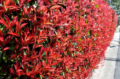 Photinia Red Tip - 3 Live Plants - Photinia x Fraseri - Evergreen Landscape Shrub