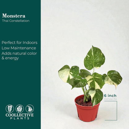 CoollectivePlants Monstera Thai Constellation – Live Variegated Indoor Plant in 6″ Grower Pot, Easy Care Tropical Houseplant, Thai Constellation Monstera for Home or Office Décor