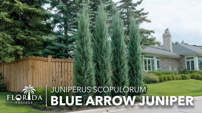 Blue Arrow Juniper | 3 Live 4 Inch Plants | Juniperus Scopulorum | Fast Growing Privacy Screen, Outdoor Evergreen Shrub, Narrow Columnar Shape, Low Maintenance Landscape, Drought Tolerant
