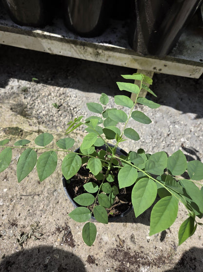 Tropical Grosella Tree Live Plant, Phyllanthus Acidus, Otaheite Gooseberry Fruit Tree, Seed Grown 8-12 Inch, USDA Zones 10-11, Outdoor Growing