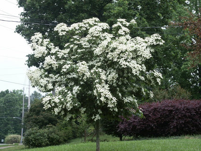 Live Plant - Kousa Japanese Dogwood Tree - 12-18" Tall Live Plant - Quart Pot - Cornus kousa