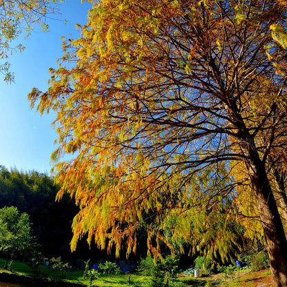 Live Plant - Bald Cypress Tree - 2-3 Foot Tall Live Plant - 24-36" Tall Seedling - Potted