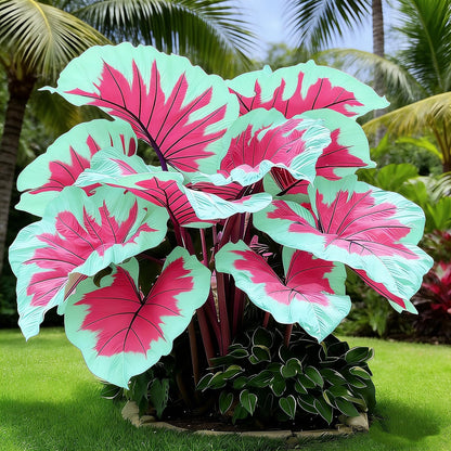 BGNIORT Giant Foliage Elephant Ear - Mixed Color/Excellent Display/Suitable for Outdoor Gardens/Easy Grow (6)