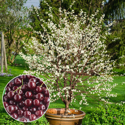 GURNEY'S - Romeo Dwarf Cherry Tree –Produce Large, Sweet and Juicy Fruit - Ships as a Jumbo Bareroot - Due to State restrictions Can't Ship to CA, CO, MT, OR or WA