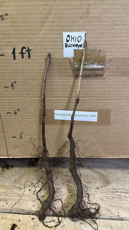 6-12” Tall Ohio Buckeye (Aesculus glabra) 1-2 Year Old Tree, Bare Root Plant