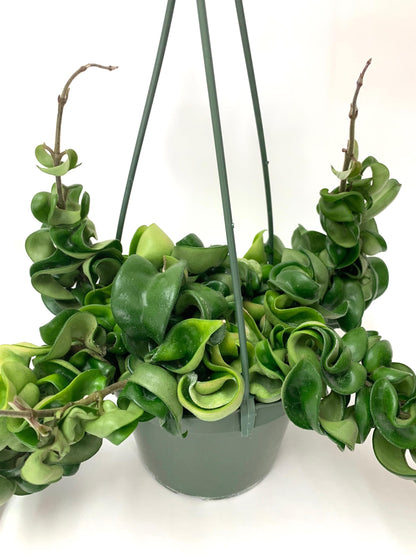 Hoya Compacta aka Hoya Hindu Rope Available in Large 6" Hanging Pot - Live Hoya Plant Air-Purifying Vine (XXL 6" Hanging Pot, Vines 1-3ft Long)