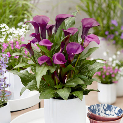 Garden State Bulb Purple Accent Calla Lily Flower Bulbs, 14/16cm, Spring Planting (Bag of 5)