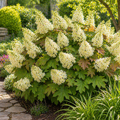 2 Ruby Slipper Oakleaf Hydrangea Live Plants Shrubs, 6-10" Tall - Quart Pot, Hardy Hydrangea Bushes Ready to Plant, Color-Changing Blooms Flowering Shrub for Garden & Landscape