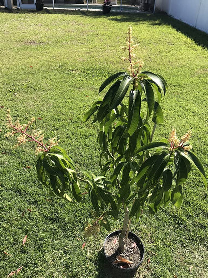 Mango Tree - Live Fruit Tree in a 3 Gallon Pot - Mangifera Indica 'Kent' - Tropical Edible Fruit Bearing Tree