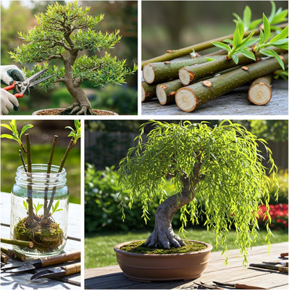 Dwarf Weeping Willow Bonsai Tree Cutting – Live Weeping Willow Cutting for Growing Your Own Cascading Willow Bonsai Tree – Fast-Growing, Hardy, Easy to Grow