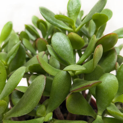 Succulent Crassula 'Jade' | Live Plant for Indoor & Outdoor | for Living Room, Office, Bathroom | (3" Pot)